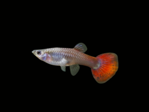 GUPPY DESCARTE OREJÓN MACHO