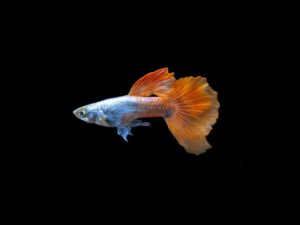 GUPPY DESCARTE OREJÓN HEMBRA