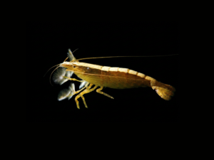 pecespormayor-bamboo-shrimp1 BAMBOO SHRIMP