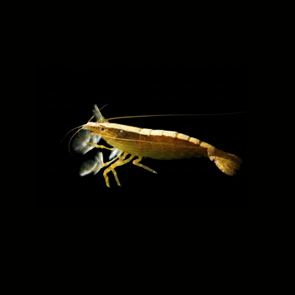 pecespormayor-bamboo-shrimp1 BAMBOO SHRIMP
