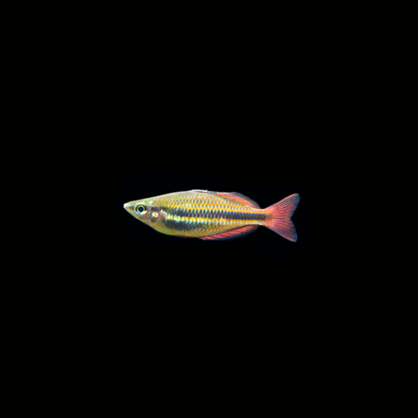 pecespormayor-banded-rainbowfish1 BANDED RAINBOWFISH