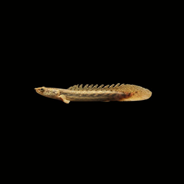 BICHIR LAPRADEI