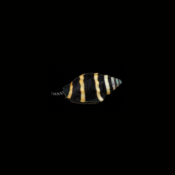 BUMBLE BEE SNAIL