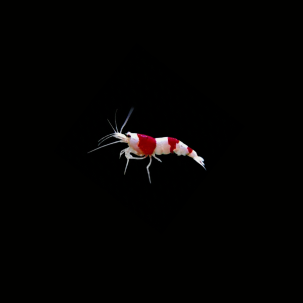 pecespormayor-caridina-red-bee-shrimp-grade-ss1 CARIDINA RED BEE SHRIMP GRADE SS