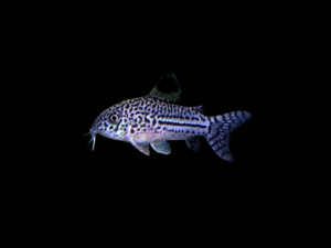 CORYDORA DE TRES LÍNEAS