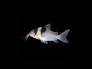 CORYDORA SANGAMA