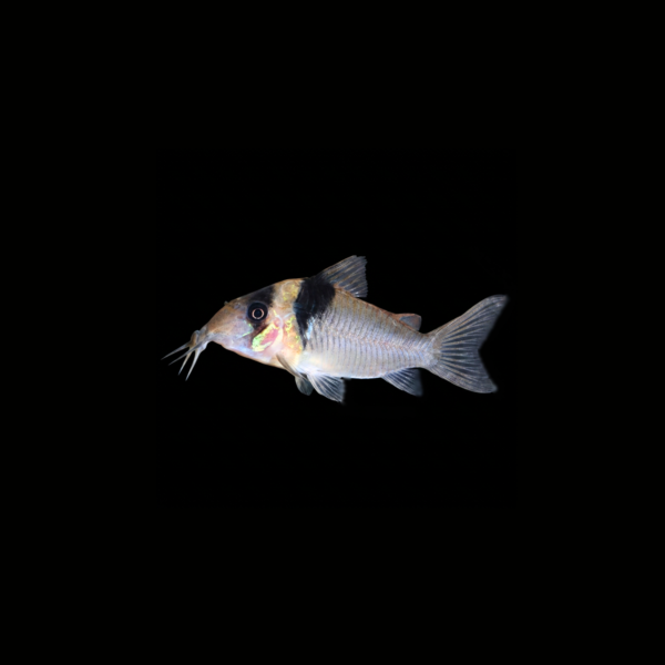 pecespormayor-corydora-sangama1 CORYDORA SANGAMA