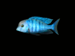 DELFÍN DEL MALAWI