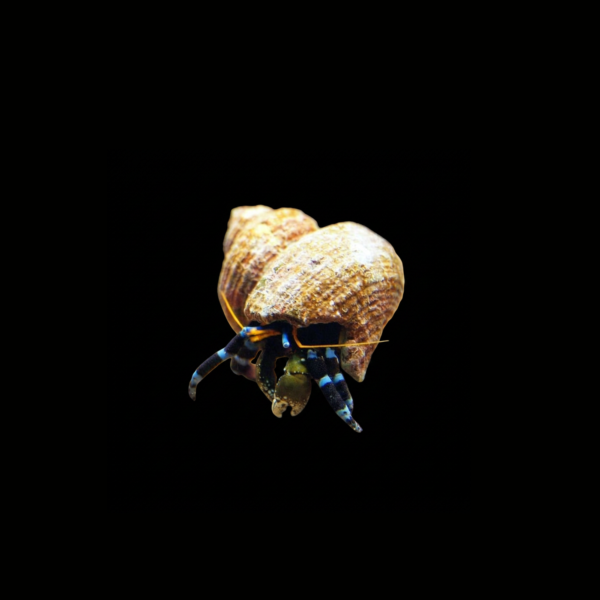 ELECTRIC BLUE HERMIT CRAB