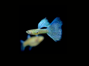GUPPY BLUE LACE PAREJA