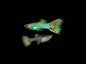 GUPPY COBRA YELLOW GREEN PAREJA