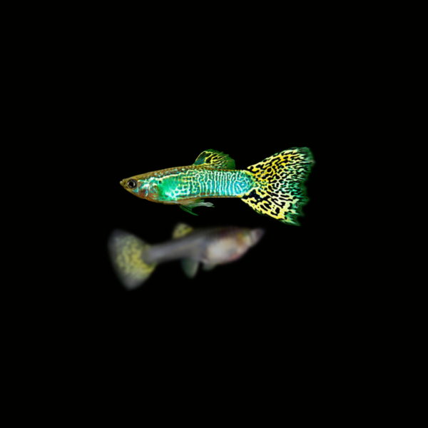 GUPPY COBRA YELLOW GREEN PAREJA