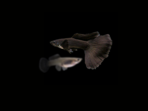 GUPPY FULL BLACK PAREJA