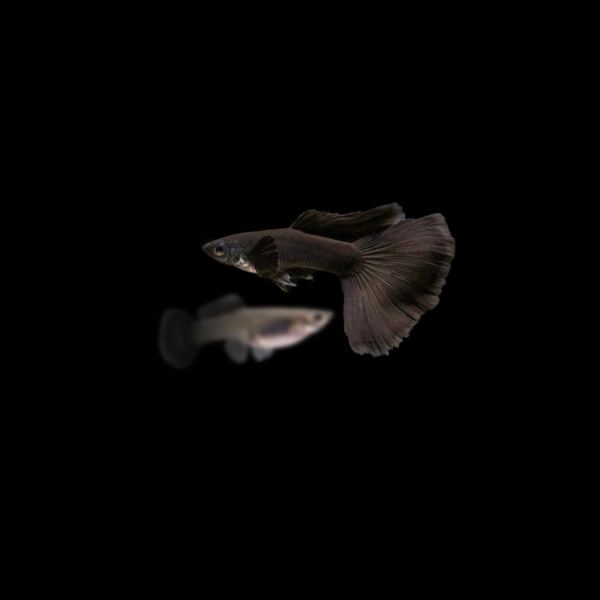 GUPPY FULL BLACK PAREJA