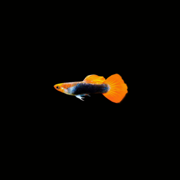 GUPPY KOI TUXEDO MACHO