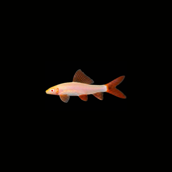 LABEO ARCOIRIS ALBINO