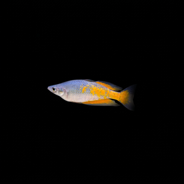 PARKINSON'S RAINBOWFISH
