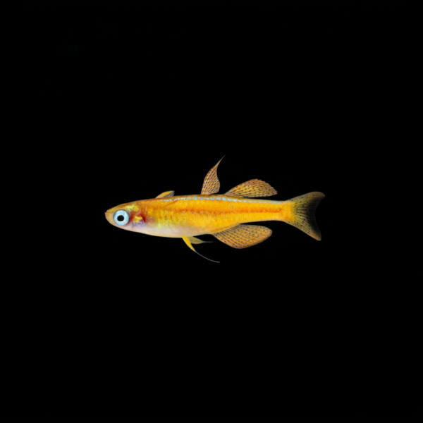 PSEUDOMOGIL PASKAI
