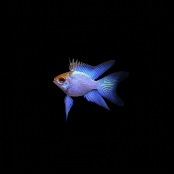 RAMIREZI ELECTRIC BLUE BALÓN VELO