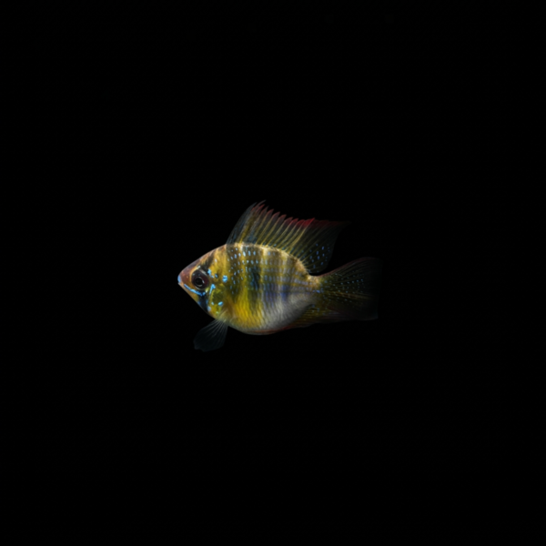 RAMIREZI GERMAN BLUE BALÓN