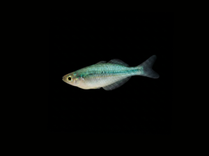 BLUE RAINBOWFISH