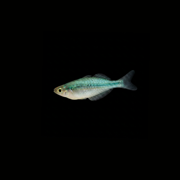 BLUE RAINBOWFISH