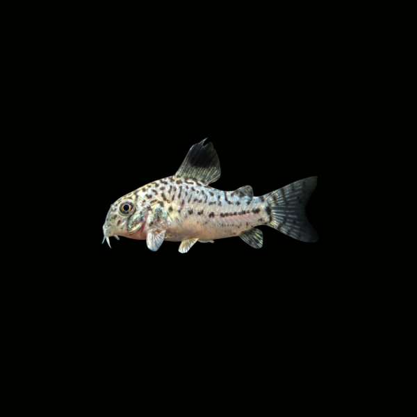 CORYDORA JULII