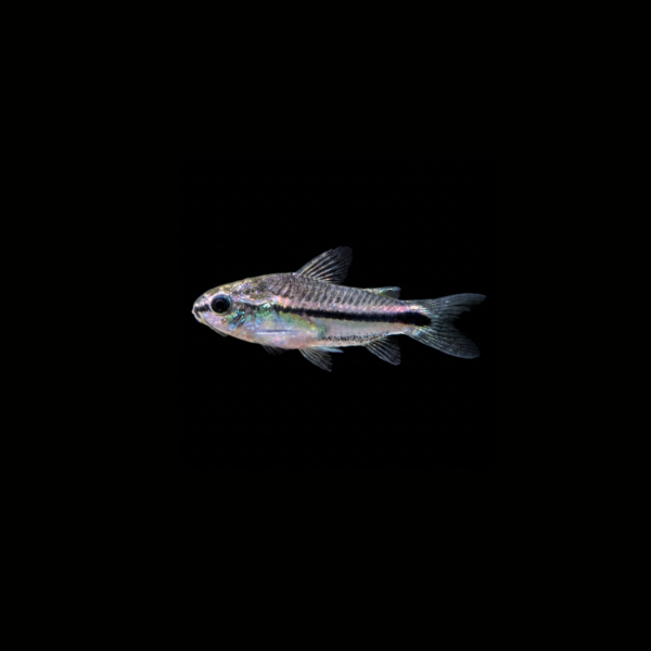 CORYDORA PIGMEA