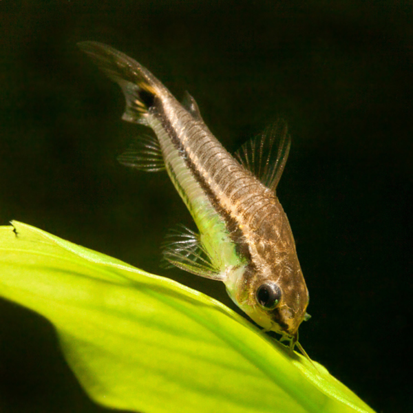 CORYDORA PIGMEA