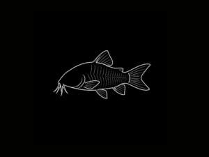CORYDORAS INTERNACIÓN