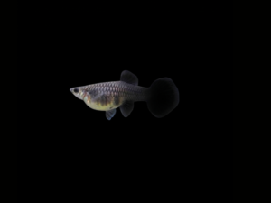 GUPPY FULL BLACK HEMBRA