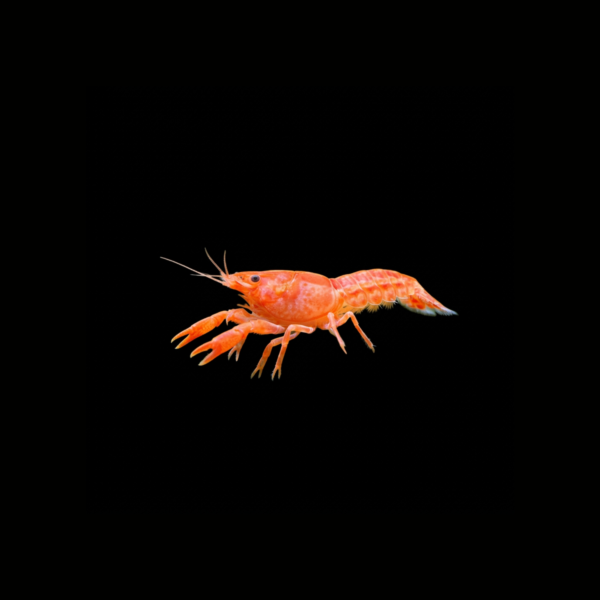 LANGOSTA MEXICANA NARANJA