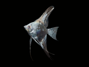 ESCALAR PHILIPPINE BLUE PLATINUM