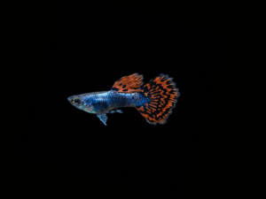 GUPPY OREJON MACHO