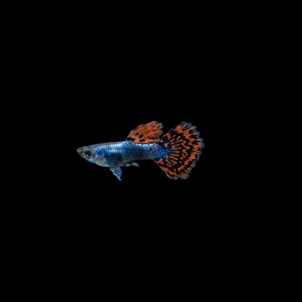 GUPPY OREJON MACHO GUPPY OREJON MACHO