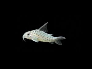 CORYDORA LORETOENSIS