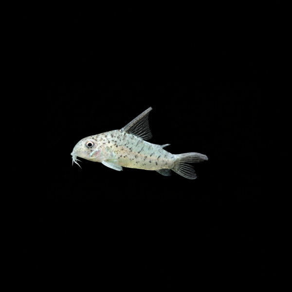 CORYDORA LORETOENSIS
