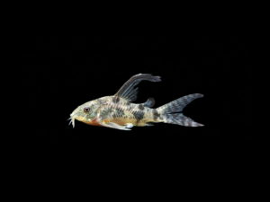 CORYDORA PALEATUS VELO