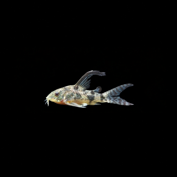 CORYDORA PALEATUS1 CORYDORA PALEATUS VELO