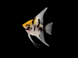 ESCALAR KOI