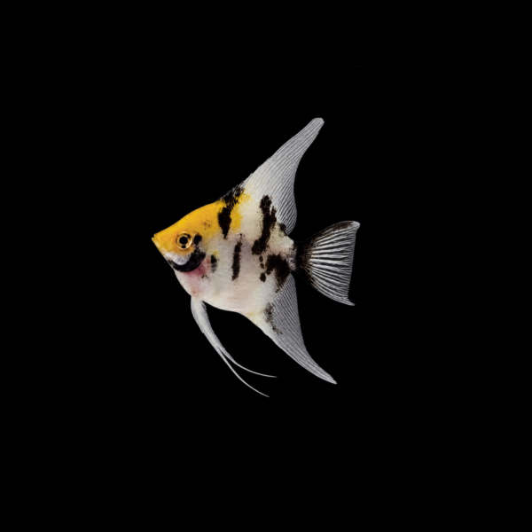 ESCALAR KOI1 ESCALAR KOI