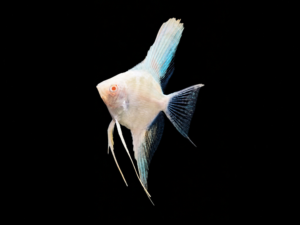 ESCALAR PLATINUM ALBINO