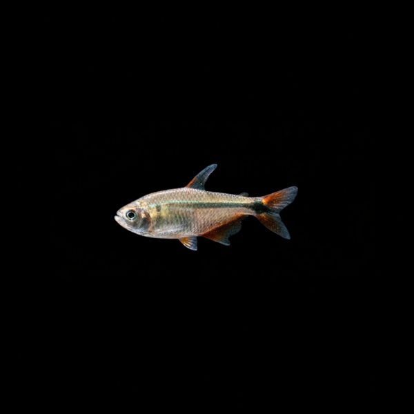 TETRA ARGENTINO1 TETRA ARGENTINO